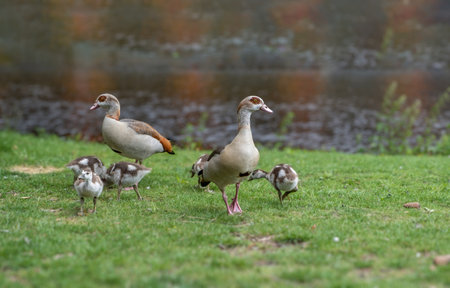 Amsterdam, Vondelpark at Netherlands. Ducks family on green grass next to blur pond background. Animals wildlife in nature concept.の写真素材
