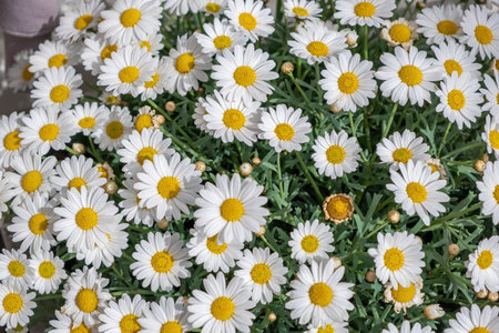 Daisy, bellis perennis, white flower with yellow center at Netherlands, Holland field. Common daisy...