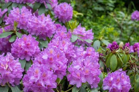 Rhododendron plant at Vondel Park, Amsterdam Netherlands. Close up view of ornamental flowering...