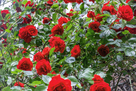Red blooming roses concept. Woody perennial flowering plant with sharp prickles at Netherlands...
