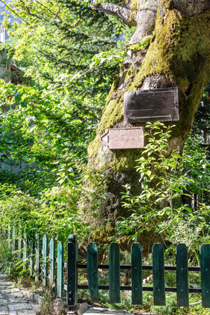 Empty signboards on a tree trunk for text message or advertise. Direction, location in a village conceptの写真素材