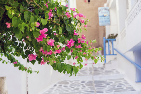 Bougainvillea blooming evergreen thorny ornamental climbing plant, pink color flower at Greek island. Blur whitewashed paved street and building background.の写真素材