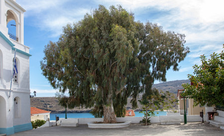 Greece, Andros island, Cyclades. Evergreen eucalyptus tree at church paved yard in Chora town. Shadow of big plant foliage, calm sea blue sky.の写真素材