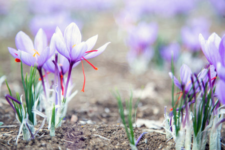 Saffron flowers on field. Crocus sativus blossoming purple plant on ground, close up view. Harvest collection seasonの写真素材