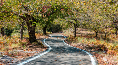 Winding asphalt road crossing chestnut forest at harvest time. Yellow and brown Fall leaves. Travel in Europe countryside in Autumnの写真素材