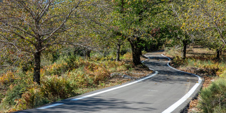 Winding asphalt road crossing chestnut forest at harvest time. Yellow and brown Fall leaves. Travel...