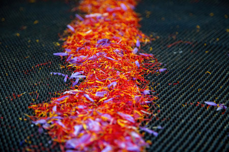 Saffron separation process, Crocus threads pile on black background. Flower stamens and petals close up, Harvest collectionの写真素材