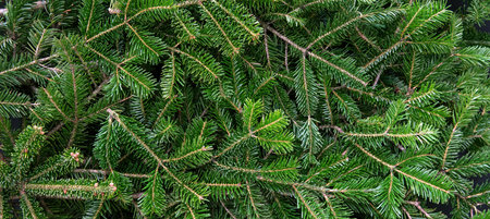 Fir tree branch close up, banner. Christmas background. Natural spruce, evergreen coniferous plant...