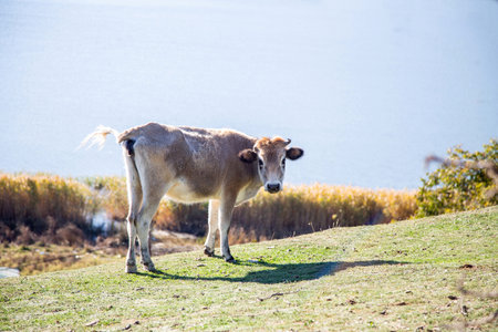 Beige horned cow at green field. Lonely cattle in pasture looks curiously at camera. Nature blue sky background. Livestock in Greece.の写真素材
