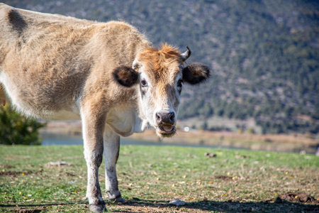 Beige horned cow at green field. Cattle in pasture looks at camera, mocks sticking out its tongue....