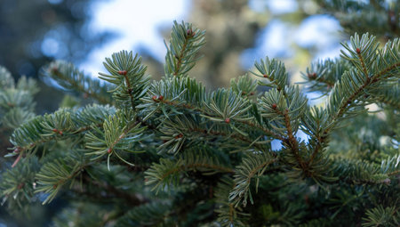 Fir tree branch, spruce needle, evergreen coniferous plant close up view. Forest blur plant background.の写真素材