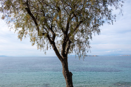 Greek seascape. Rippled vast blue sea water behind view of an old tree trunk with dry and fresh...