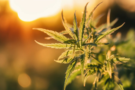 Marijuana leaves on the background of the setting sun. Thematic photos of hemp AI Generatedの素材