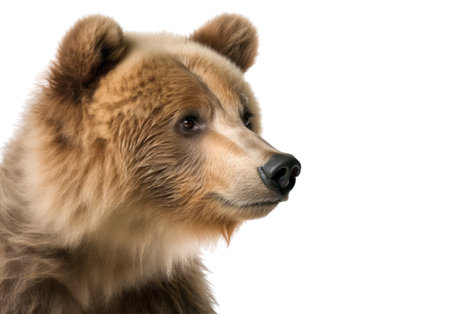 Close-up of a brown bear looking at the camera on a white background AI Generatedの素材