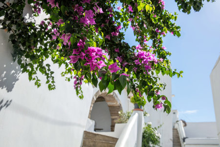 Greek island Greece. Cycladic architecture. Pink bougainvillea, white walls and stairs, blue sky, sunny dayの写真素材