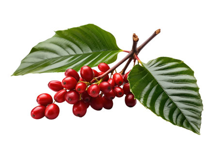 Coffee beans on a branch with leaves isolated on white background generative aiの素材