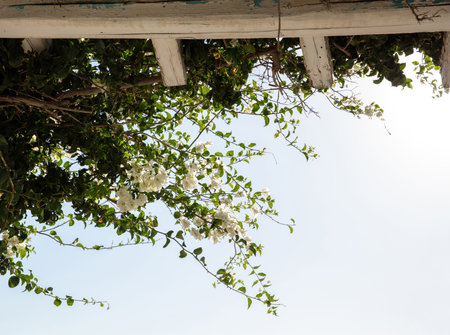 Blooming white bougainvillea flower above wooden building roof, blue sky background. Greece, Cyclades Island. Decorative thorny climbing plant.の写真素材