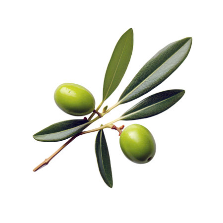 Olive tree branch, green olives and leaves isolated on white background, banner,の素材