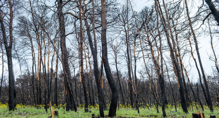 Burned trees in a forest with mountain