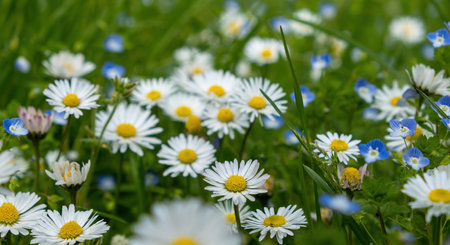 White daisies and blue forget-me-nots in a fieldの写真素材