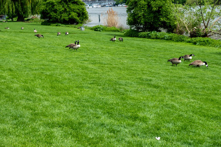 geese in green grassy field near waterの写真素材