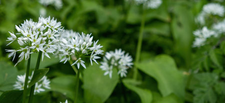 white wild garlic flowers in green background
