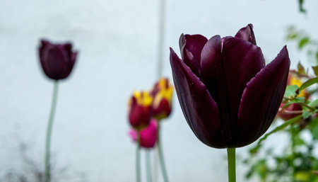 dark purple tulip with white wall backgroundの写真素材