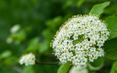 white flower cluster with green backgroundの写真素材