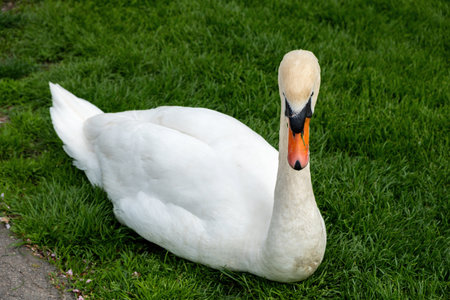 white swan on grassy lawn with concrete pathの写真素材