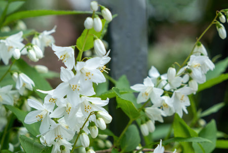 white flowers on a green plant with a gray poleの写真素材