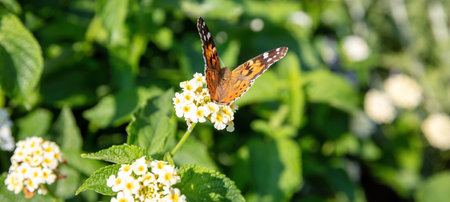 Vanessa Cardui or Painted Lady butterfly on white blooming Lantana Camara Verbenaceae flower. Blur nature background, pollination, close up.の写真素材