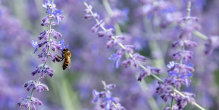 Honeybee on purple blooming Perovskia Atriplicifolia or Russian Sage flower. Blur nature background,...