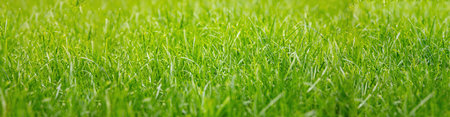 Green grass background, texture. Fresh flora, low vegetation, lush nature, sunny spring day. Close...