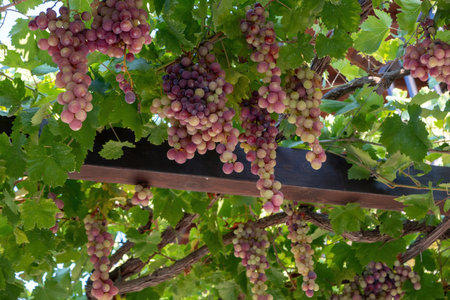 Grape ripe pink skinned hanging at pergola background. Roditis grapevine, traditional arbor Greek...
