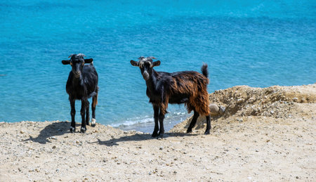 Goat at beach. Two male horned animal, black and black brown color standing on soil ground over blue calm sea background. Summer sunny day.の写真素材