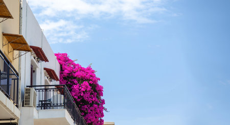 Traditional Greek building with balcony and blooming purple  bougainvillea plant, blue sky background, summer sunny day. Under view, copy spaceの写真素材