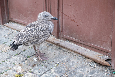 Seagull chick, Larus Fuscus, abandoned young grey seabird in front of old brown metal closed door. Gull standing on stone paved pavement.の写真素材