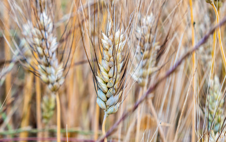 Common Wheat, Golden Triticum Aestivum on blur background. Organic ripe oat, rye, barley, grain ready to be harvest. Healthy natural food.の写真素材