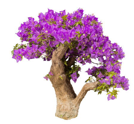 Bougainvillea glabra bonsai tree isolated on white transparentの写真素材