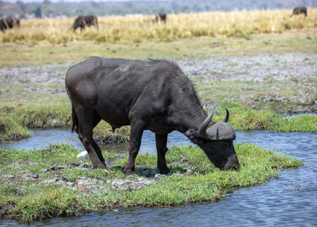 African buffalo, cape buffalo, Syncerus caffer in Chobe river, National Park in Botswana Africa.の写真素材