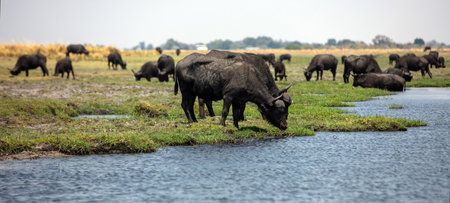 African buffalos, herd of cape buffalos, Syncerus caffer in Chobe river, National Park in Botswana Africa.の写真素材