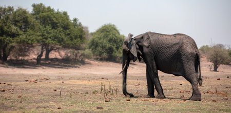 African elephant standing in Chobe National Park in Botswana Africa, side view.の写真素材