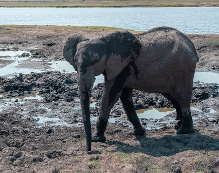 African elephant covered with mud in Chobe National Park in Botswana Africa, closeup view.の写真素材