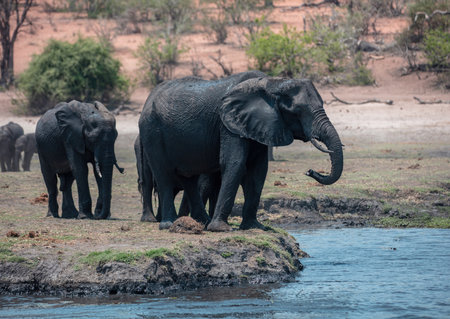 African elephants drinking water closeup view. Wild animal mother and kid by the river, Chobe National Park in Botswana Africaの写真素材