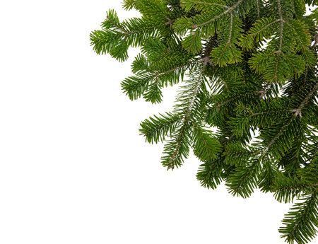 Christmas tree branch isolated on white. Xmas spruce, green fir pine twig, closeup top view,の写真素材