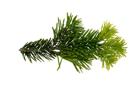 Christmas pine tree twig isolated on white, Xmas green fir spruce branch closeup viewの写真素材