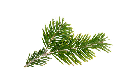 Christmas pine tree twig isolated on white, Xmas green fir spruce branch closeup viewの写真素材