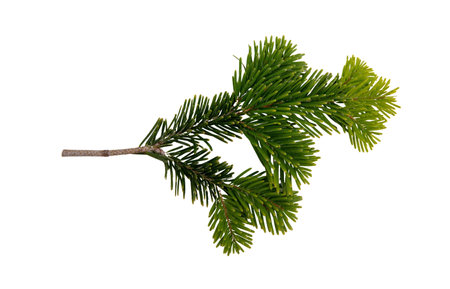 Christmas pine tree twig isolated on white, Xmas green fir spruce branch closeup viewの写真素材