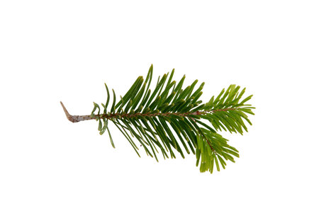Christmas pine tree twig isolated on white, Xmas green fir spruce branch closeup viewの写真素材