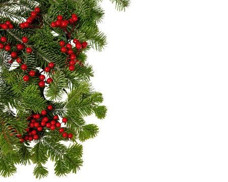 Christmas tree border and red berries decoration isolated on white, Xmas holiday season garlandの写真素材